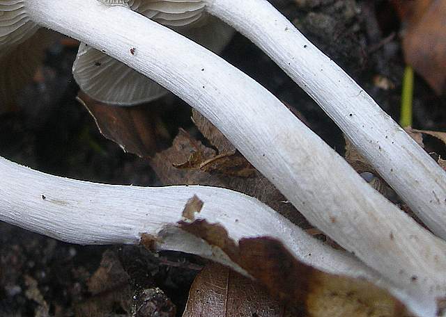 Clitocybe sp.